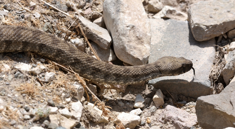 Macrovipera lebetina,  a Cipro